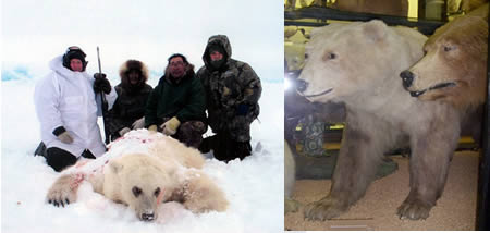 Grizzly Polar = Polar Bear + Brown Bear