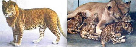 Leopon = Leopard + Lion
