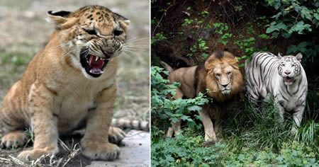 Liger = Lion + Tiger