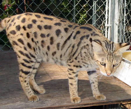 Savannah = Serval + Domestic Cat