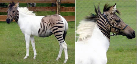 Zebroid = Zebra + Equine