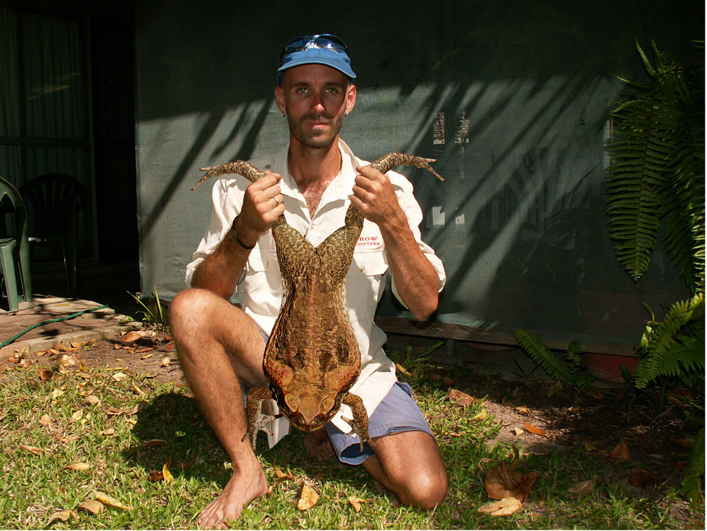 Massive Cane Toad found in the NT, Australia