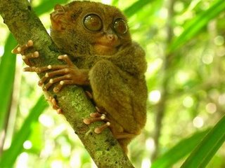 Imut monkey by the name of the famous latin Tarsius pumilus this comes from the Forest of Sulawesi 

http://mortgagescrazy.com/the-world-smallest-primate-pygmy-tarsier/