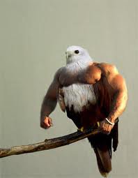 Don't fuck with this bird!
