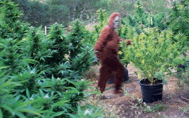 Randomness of Nothing