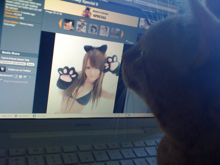 A cat looking at www.ebaumsworld.com pictures of a hot asian babe dressed like a cat.  It's a must see!!!!!