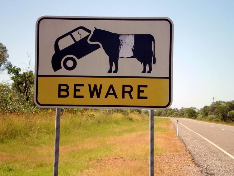 BEWARE: Car tipping Cows