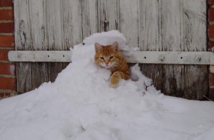 Kitty snow igloo?