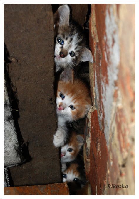 Kitty Spies?