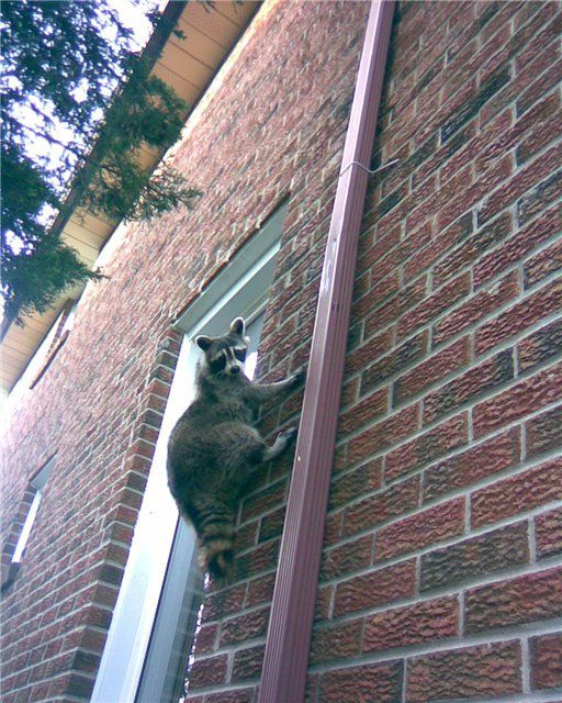 Raccoon Burglar?