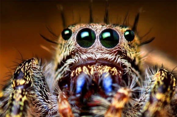 Spiders Up Close