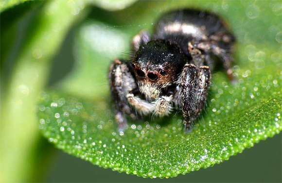 Spiders Up Close