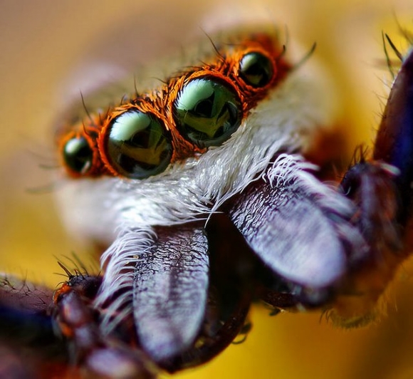 Spiders Up Close