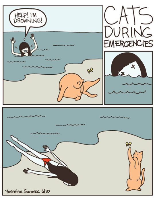 Hilarious Comics with Cats