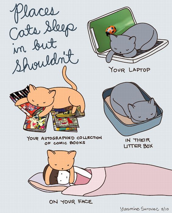 Hilarious Comics with Cats