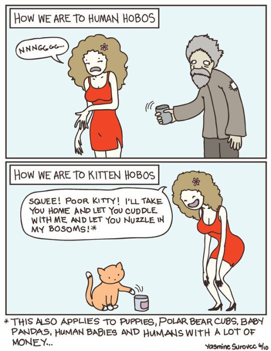 Hilarious Comics with Cats