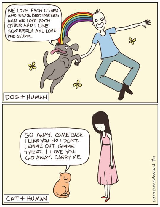 Hilarious Comics with Cats