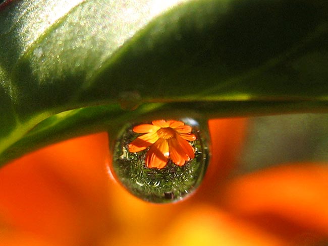 Beauty of the World in the Smallest Water Drops