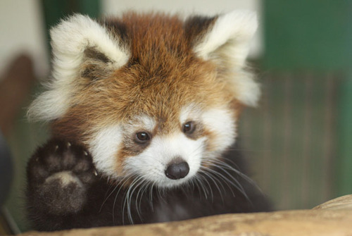 baby cute fluffy red panda
