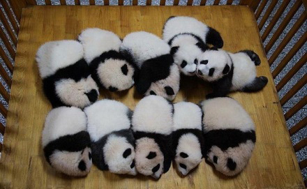 baby cute baby pandas -