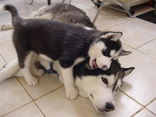 baby husky puppy and mom