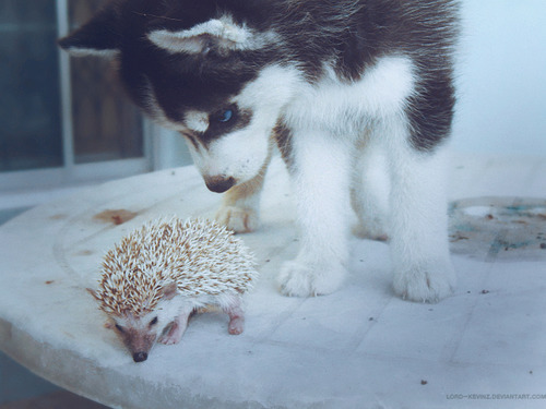 baby hedgehog and husky - LoroKedevantart.Com