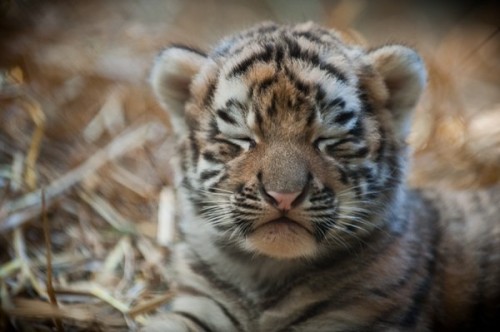 baby sleepy baby tiger