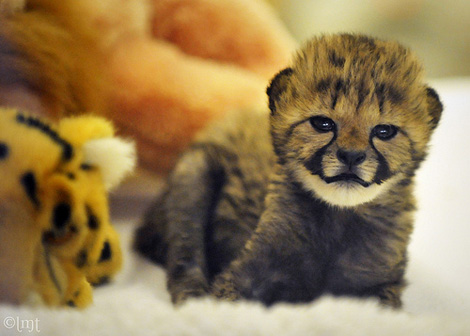 baby cheetah - lmt