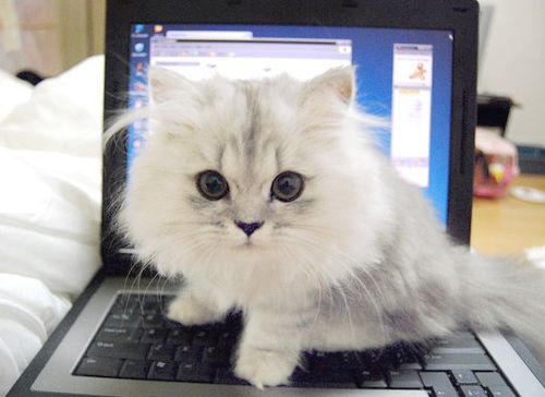 baby cute kitty on a laptop