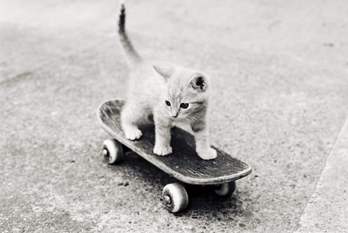 baby kitten skateboard