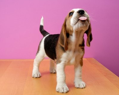 baby beagle funny