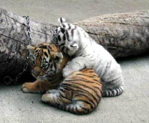baby white baby tiger