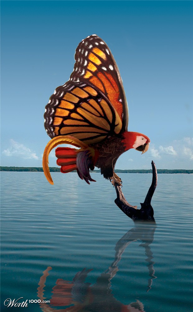 butterfly - Worth 1000.com 1000.com