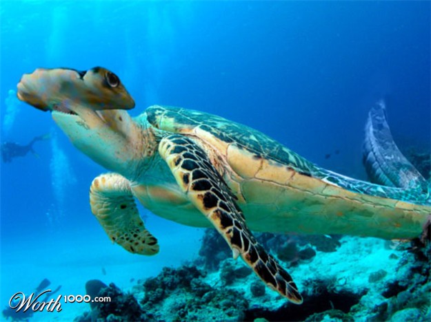 deep sea turtle - Worth 1000.com Woooo