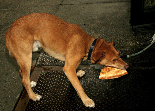 Animals Eating Pizza