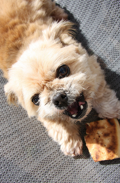 Animals Eating Pizza