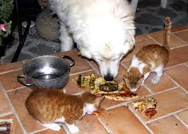 Animals Eating Pizza