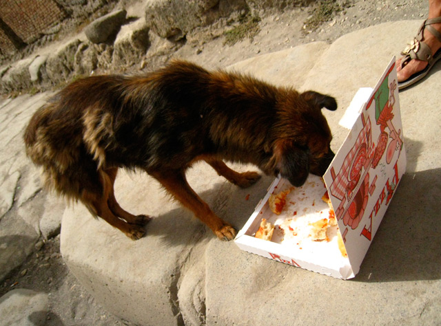 Animals Eating Pizza