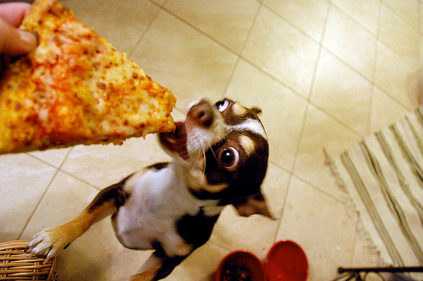 Animals Eating Pizza