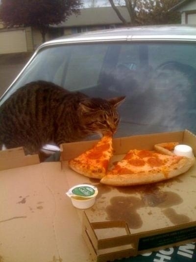 Animals Eating Pizza