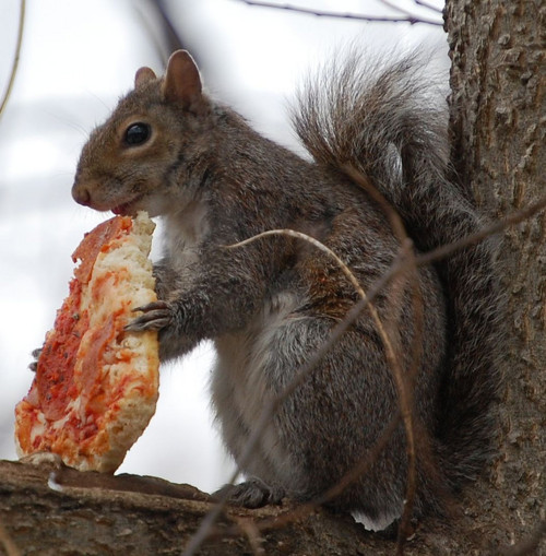 Animals Eating Pizza