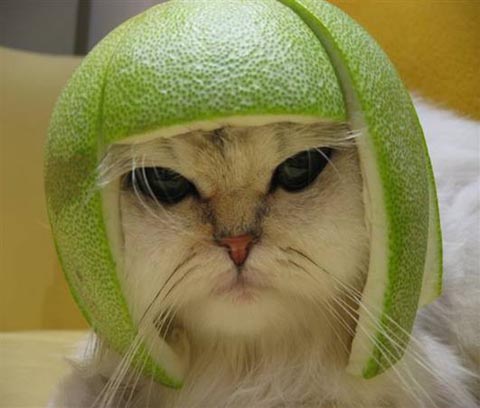 Lime cat does not approve of lemon cat.