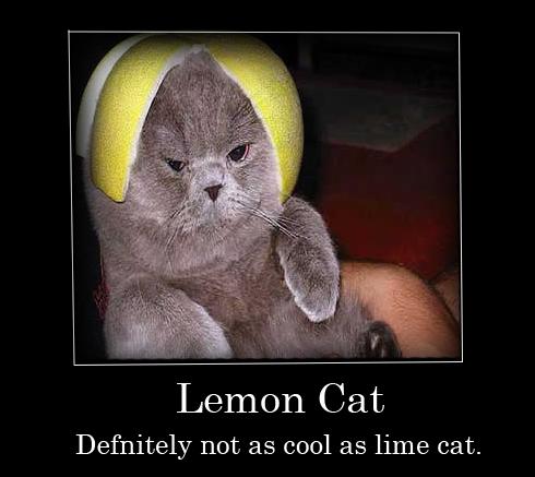 2. Lemon cat feels denied. 