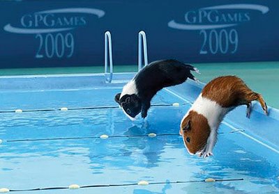 Guine Pig Olympics!