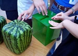 Square Watermelons!?