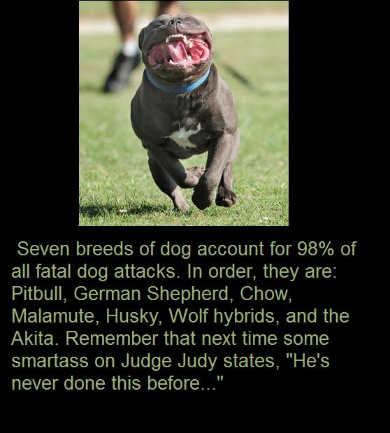 pitbull running face - Seven breeds of dog account for 98% of all fatal dog attacks. In order, they are Pitbull, German Shepherd, Chow, Malamute, Husky, Wolf hybrids, and the Akita. Remember that next time some smartass on Judge Judy states, "He's never d
