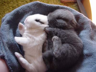 Buns and Other Cuteness