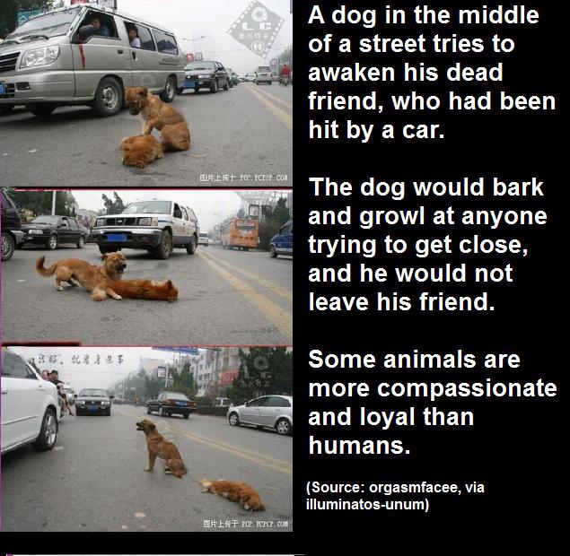 Animals can often be more human.
