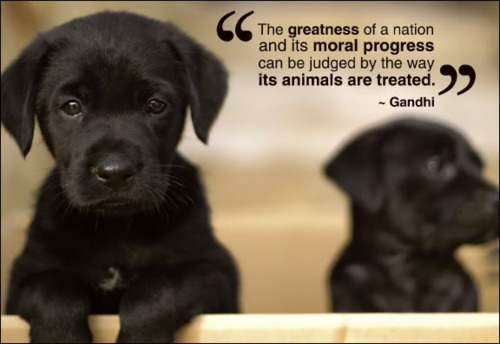 quotes about animal cruelty - The greatness of a nation and its moral progress can be judged by the way its animals are treated. Gandhi