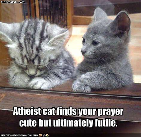 atheist cat - funnycatsite.com Atheist cat finds your prayer cute but ultimately futile. Icanaascheezburger.Com